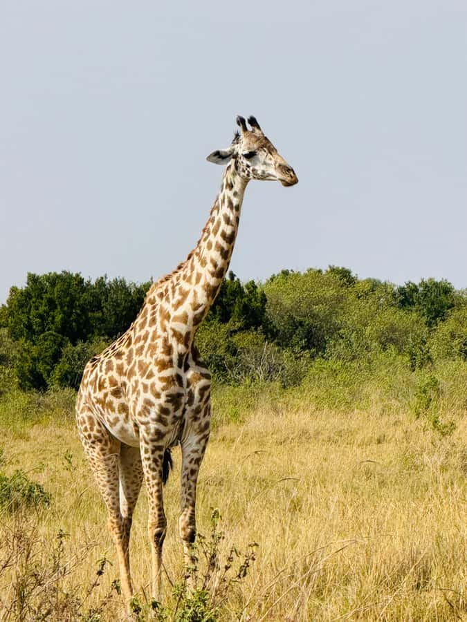 5-Hours Nairobi National Park Game Drive 4x4 Vehicle - Practical Tips That Actually Help on Safari