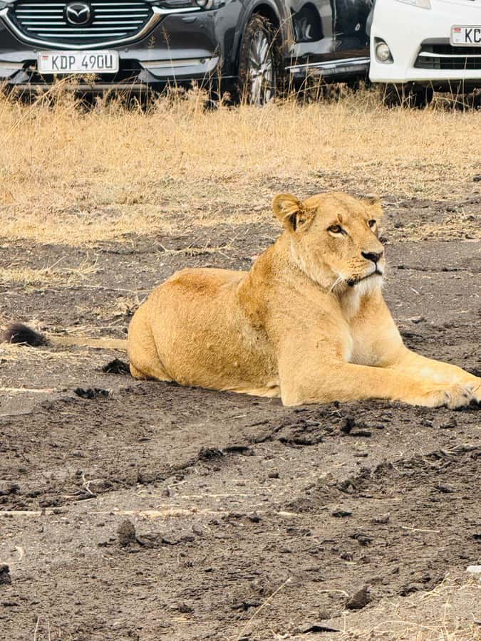 5-Hours Nairobi National Park Game Drive 4x4 Vehicle - How a Guide Can Make or Break Your Photos