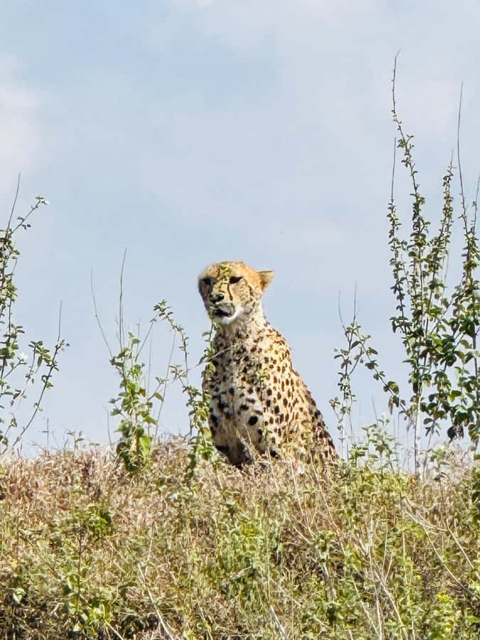 5-Hours Nairobi National Park Game Drive 4x4 Vehicle - The Park Drive: Savanna Viewing and Photo Viewpoints