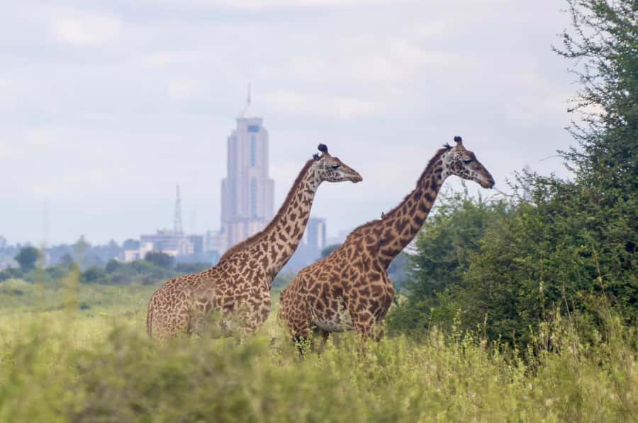 5-Hours Nairobi National Park Game Drive 4x4 Vehicle - Kazuri Beads Factory Stop: Arts and Crafts in Nairobi