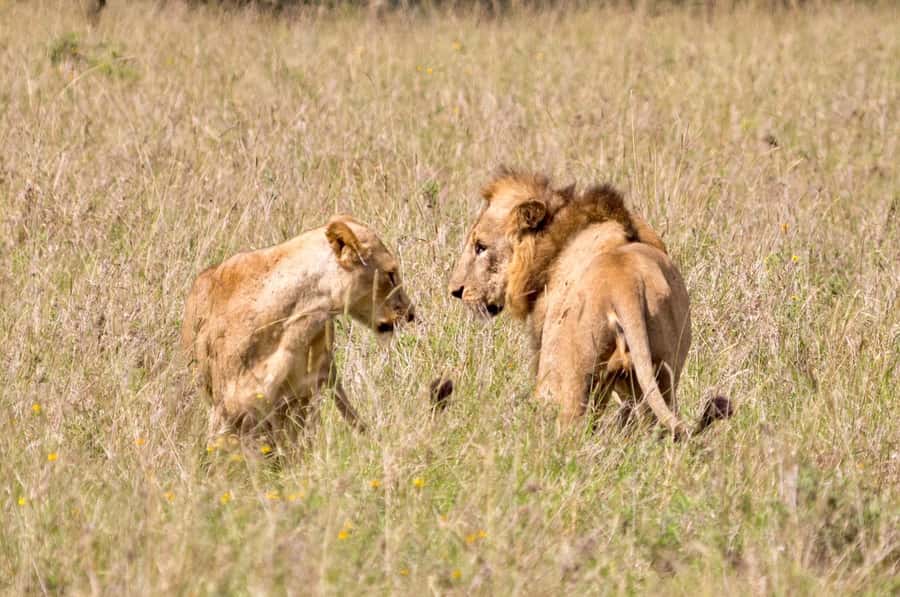 5-Hours Nairobi National Park Game Drive 4x4 Vehicle - Cost and Value: $39 Safari Price Plus Entry Fees