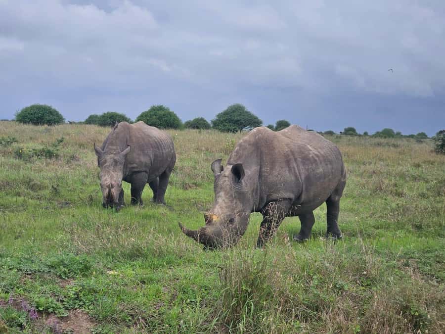 5 Hours Nairobi National Park Game Drive Tour 4x4 Open Roof - Key highlights