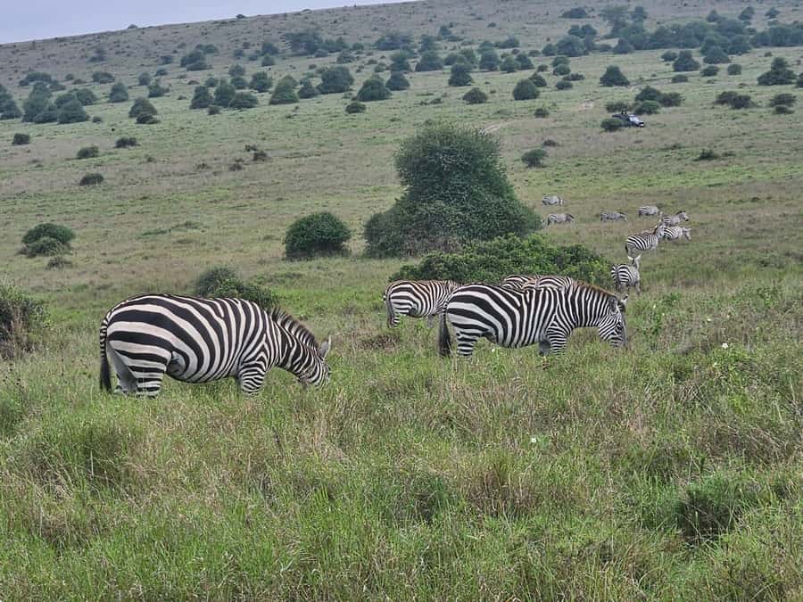 5 Hours Nairobi National Park Game Drive Tour 4x4 Open Roof - How Long It Really Takes and How to Schedule Your Day