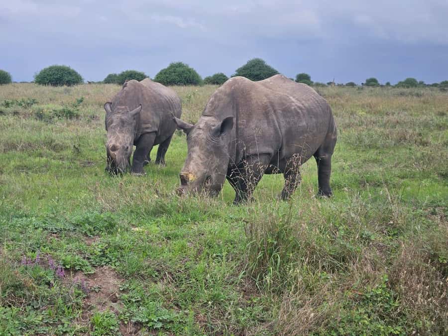 5 Hours Nairobi National Park Game Drive Tour 4x4 Open Roof - Open Roof 4x4 Game Drive: How to Get the Best Sightlines