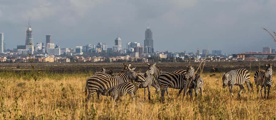 5 Hours Nairobi National Park Game Drive Tour 4x4 Open Roof - The Ecosystem Lesson That Changes How You Spot Animals