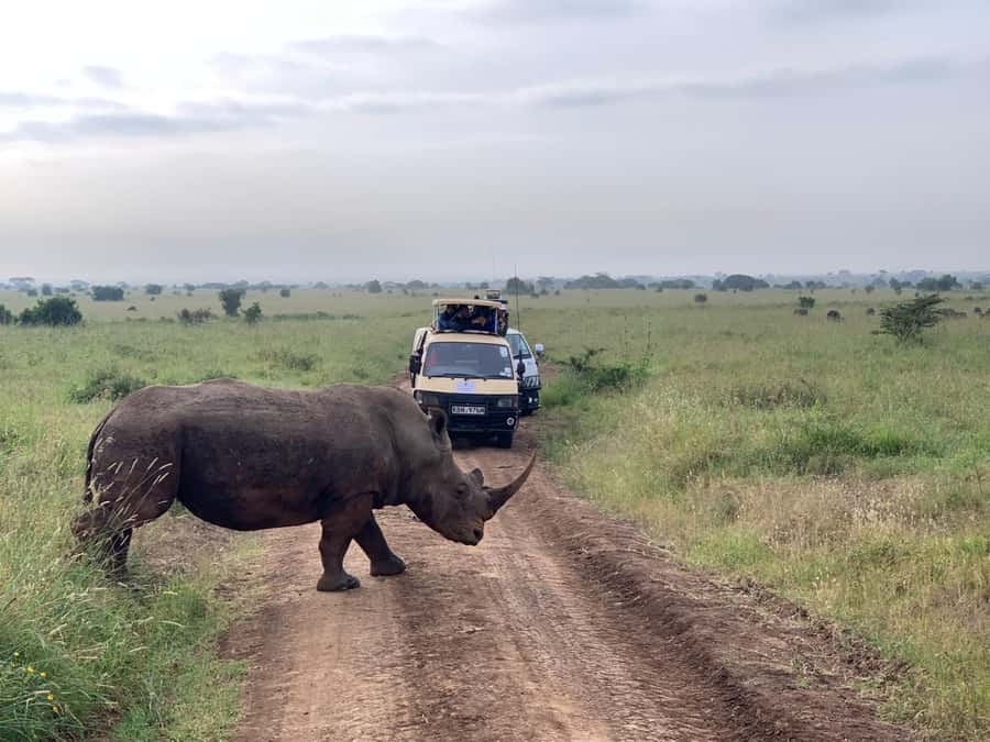 5 Hours Nairobi National Park Game Drive Tour 4x4 Open Roof - Animals You Can Realistically Expect in a Half-Day