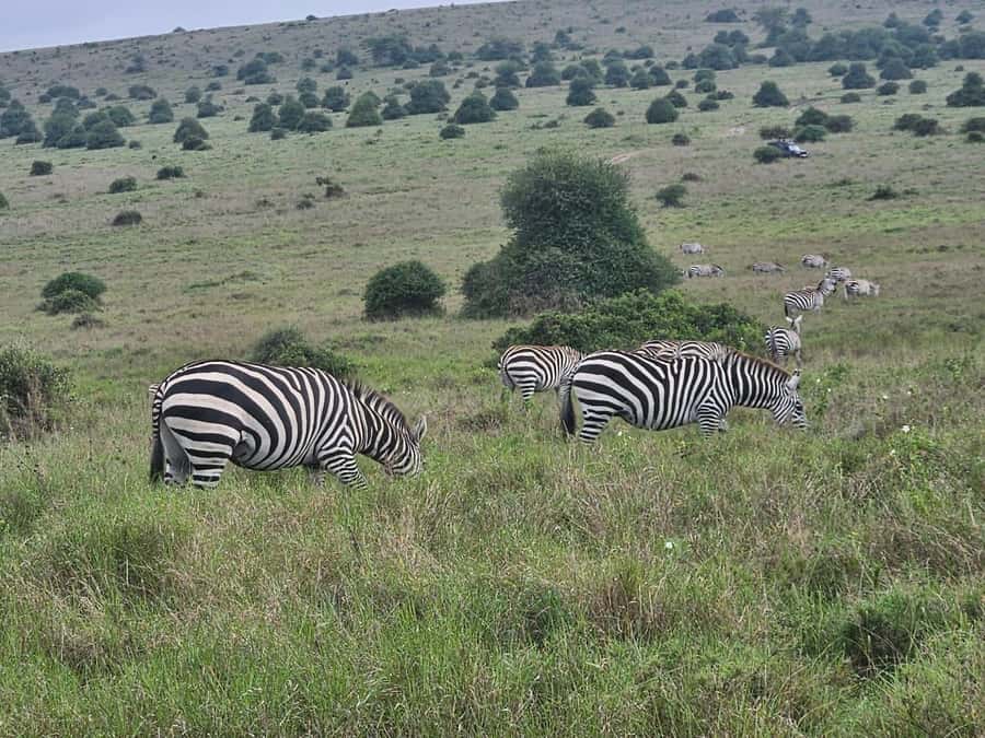 5 Hours Nairobi National Park Game Drive Tour 4x4 Open Roof - What the Guide Commentary Adds (and Why It’s Worth Paying Attention)