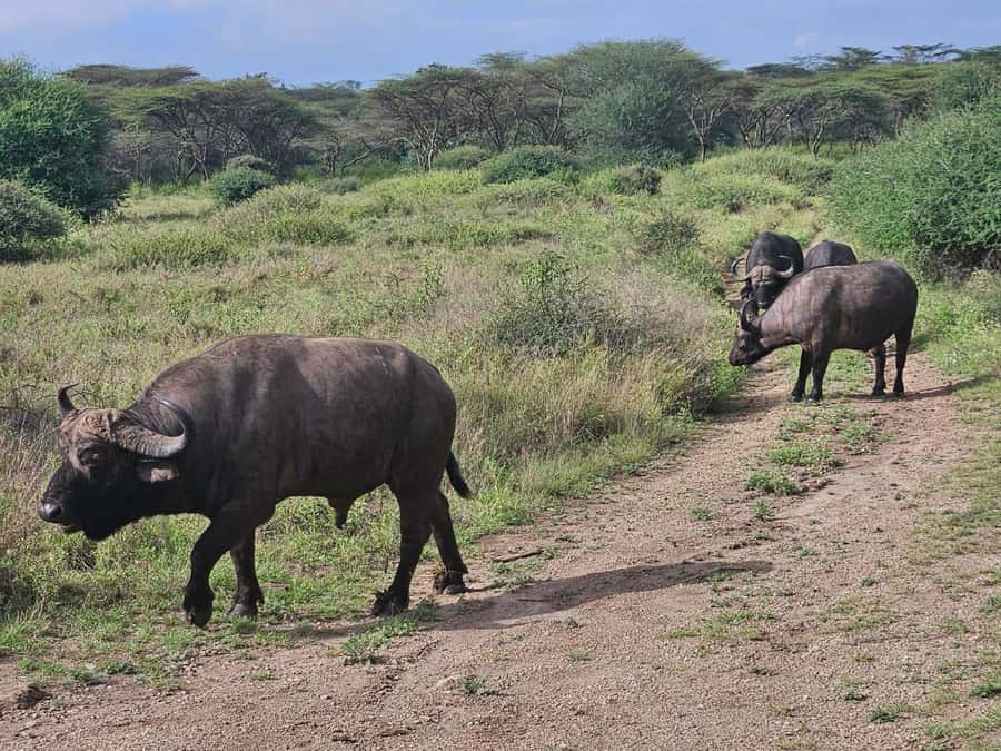 5 Hours Nairobi National Park Game Drive Tour 4x4 Open Roof - Kobe Beads Stop and Optional Add-Ons: Plan Your Time