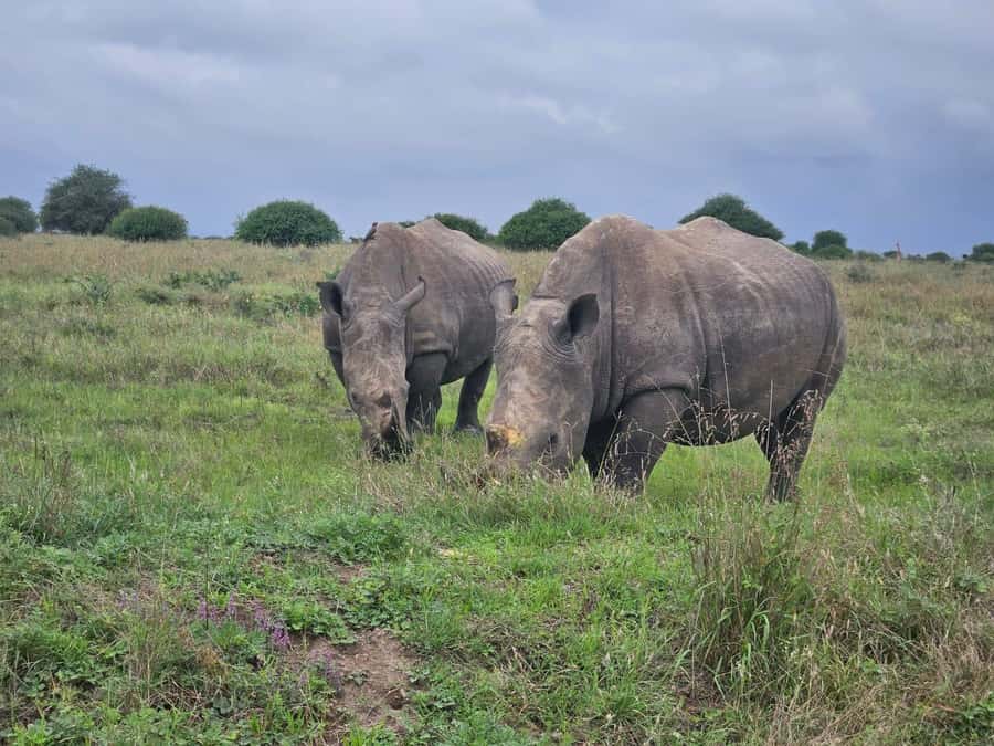 5 Hours Nairobi National Park Game Drive Tour 4x4 Open Roof - Cost and Value: What You Pay, What You Still Need to Budget