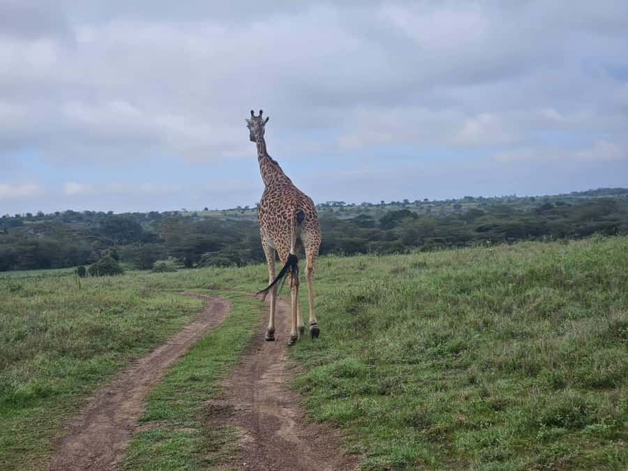 5 Hours Nairobi National Park Game Drive Tour 4x4 Open Roof - Getting to the Park: The City-to-Wild Transition