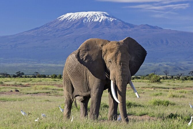 5days Tour Tsavo East & west, Amboseli from Mombasa / Nairobi - Key highlights at a glance