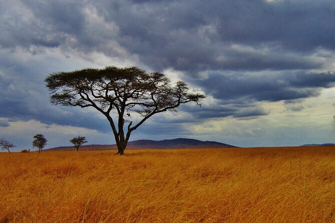 5days Tour Tsavo East & west, Amboseli from Mombasa / Nairobi - The 7:00 am start, and why timing shapes your safari