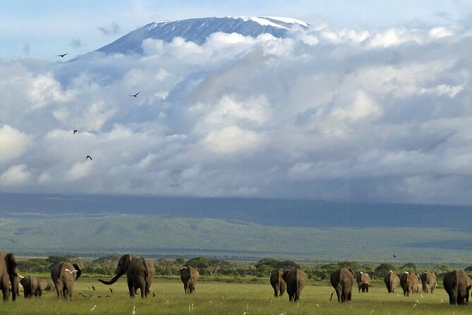 5days Tour Tsavo East & west, Amboseli from Mombasa / Nairobi - Tsavo East and Voi Safari Lodge: afternoon drives after a smooth transit