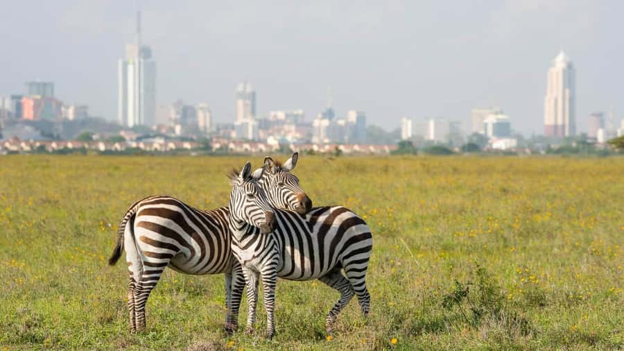 5Hrs Nairobi National Park MorningEvening Gamedrive 4x4 Van - Nairobi National Park, 20 minutes from downtown