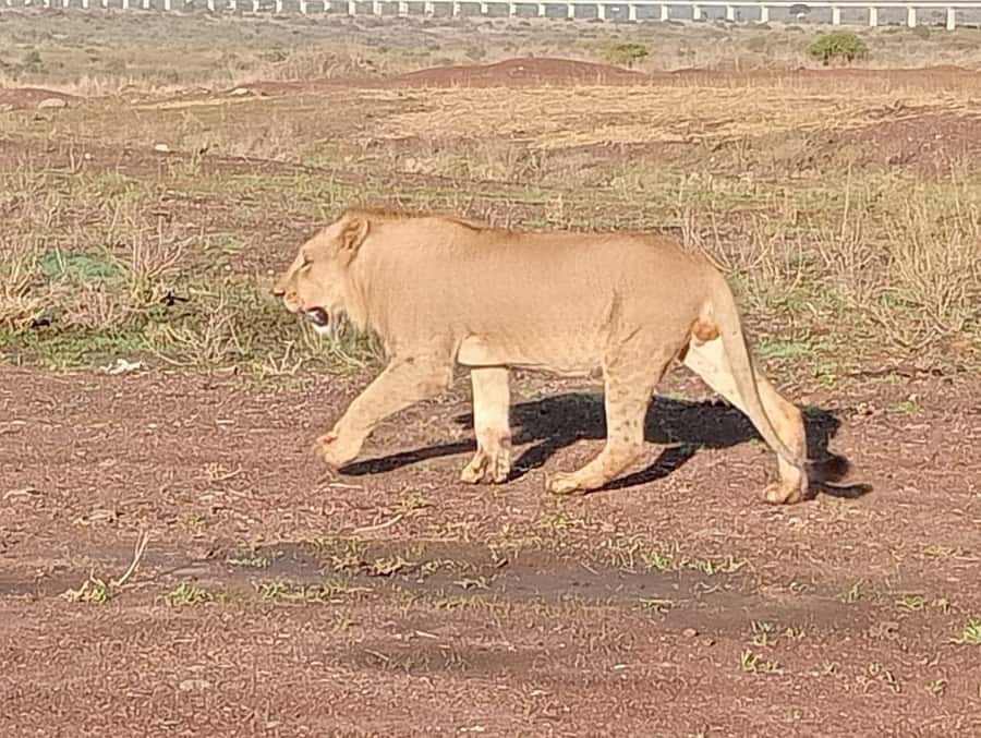 5Hrs Nairobi National Park MorningEvening Gamedrive 4x4 Van - Photo opportunities with Nairobi skyline in the frame