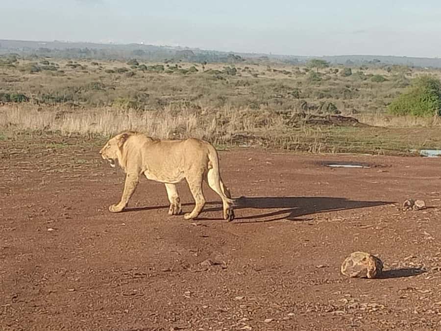 5Hrs Nairobi National Park MorningEvening Gamedrive 4x4 Van - What’s included, and what you’ll want to plan for