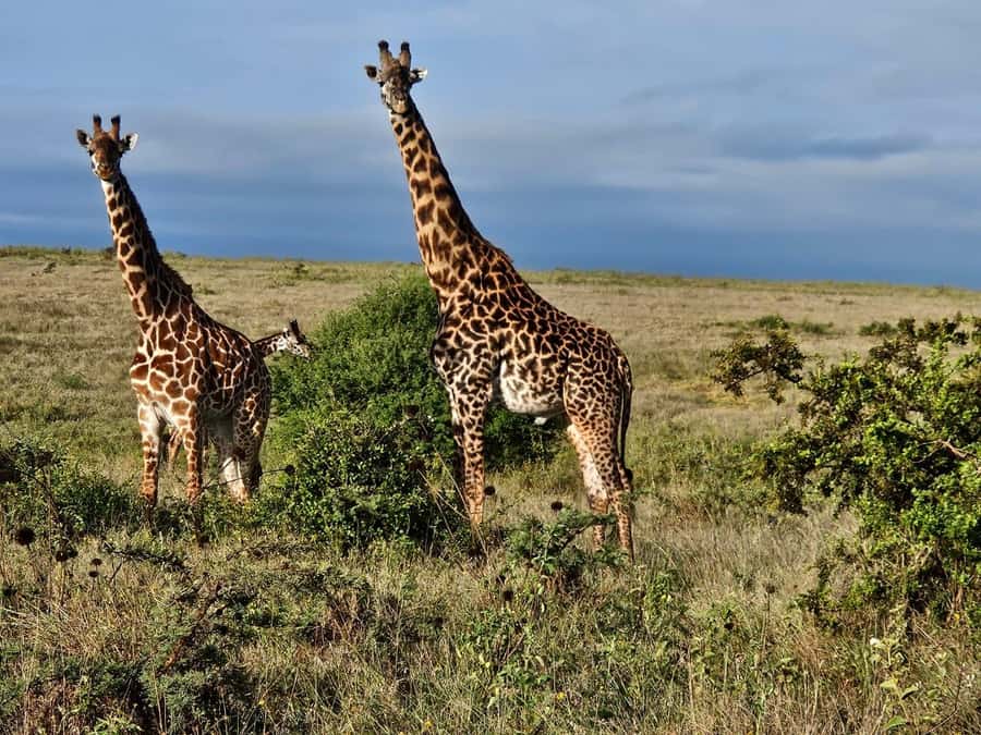 5Hrs Nairobi National Park MorningEvening Gamedrive 4x4 Van - Logistics that matter in a half-day safari