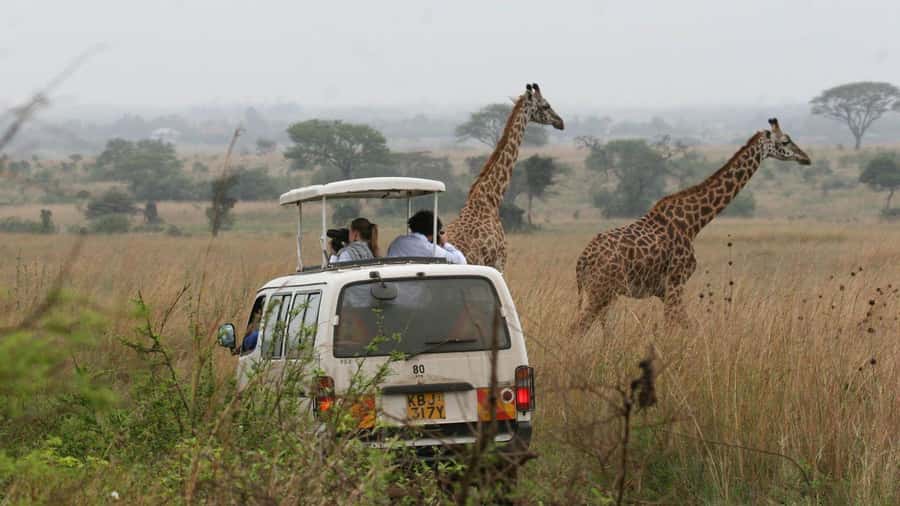 5Hrs Nairobi National Park MorningEvening Gamedrive 4x4 Van - Getting around in a pop-up roof 4x4-style van