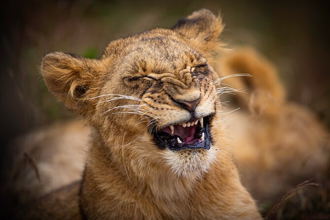 5Hrs Nairobi National Park MorningEvening gamedrive 4x4 vehicle - Nairobi National Park: Big Wildlife Close to Real Life