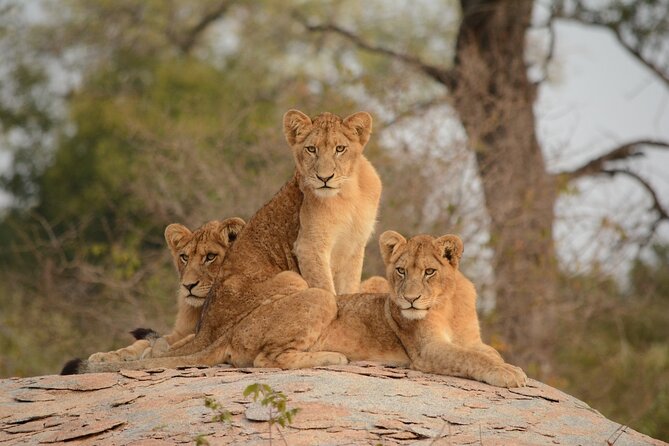 5Hrs Nairobi National Park MorningEvening gamedrive 4x4 vehicle - Nairobi Park Entry: The One Area You Should Plan for