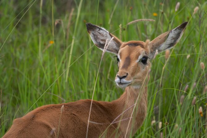 5Hrs Nairobi National Park MorningEvening gamedrive 4x4 vehicle - Value for $40: What You Get, What Costs Extra, and How It Adds Up