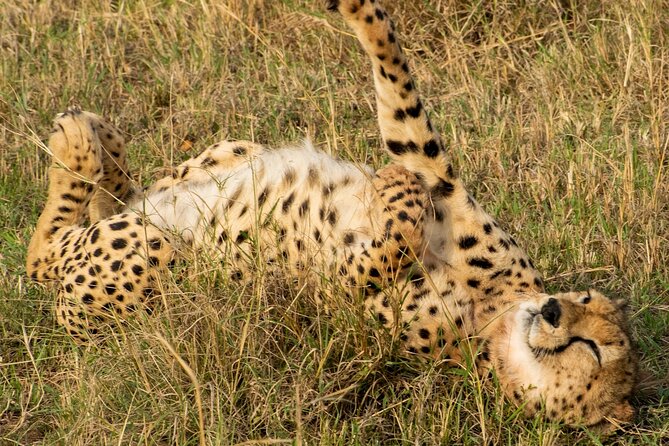 5Hrs Nairobi National Park MorningEvening gamedrive 4x4 vehicle - Group Size, Comfort, and the Real Pick-up Experience