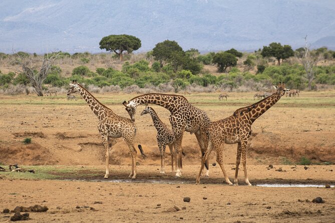 5Hrs Nairobi National Park MorningEvening gamedrive 4x4 vehicle - Lions, Rhinos, and the Big-Sight Checklist You Can Use
