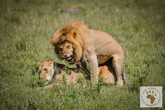 6-Day 5 Nights Masai Mara, Lake Nakuru & Amboseli Budget Safari - Lake Nakuru morning: black and white rhino sanctuary plus flamingos and birds