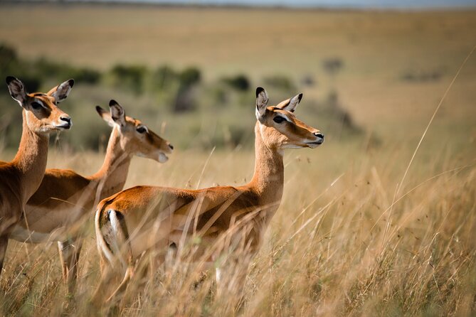 6-Day 5 Nights Masai Mara, Lake Nakuru & Amboseli Budget Safari - Transfer to Amboseli: picnic lunch and setting up for Kilimanjaro views