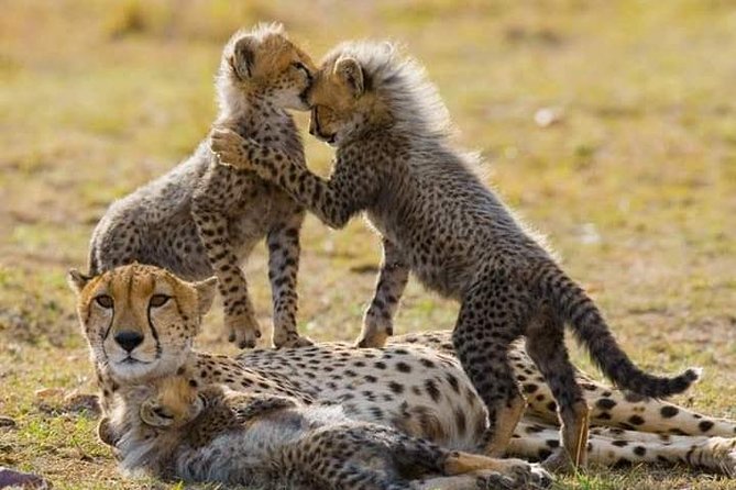 6 Day Maasai Mara, Lake Nakuru, Amboseli National Park - Why This Route Works: Amboseli, Nakuru, Mara, Repeat