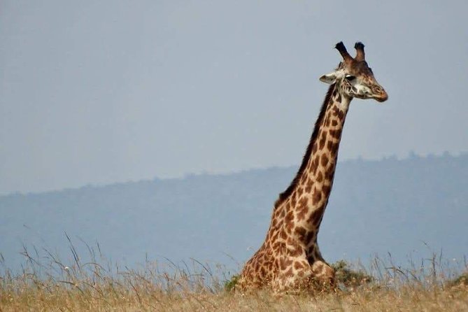 6 Day Maasai Mara, Lake Nakuru, Amboseli National Park - Day 6: Back to Nairobi, Check Out, and a Clean Finish