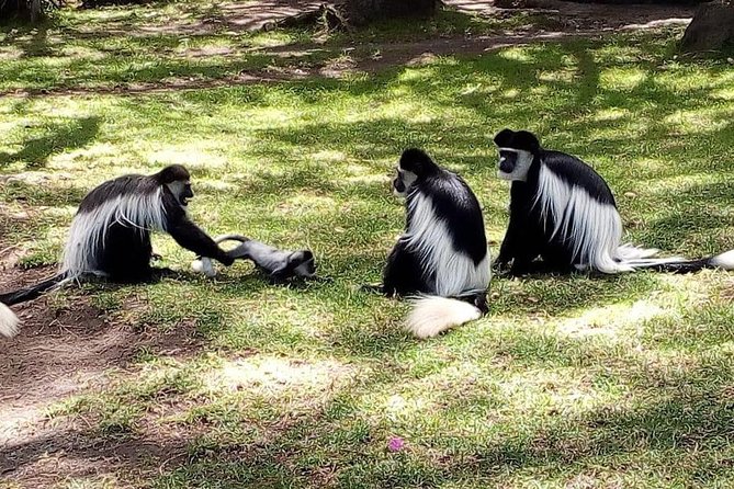 6 Day Maasai Mara, Lake Nakuru, Amboseli National Park - Pricing and Value: What $1,700 Per Person Buys You Here