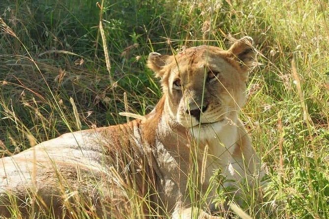 6 Day Maasai Mara, Lake Nakuru, Amboseli National Park - Day 1: Nairobi to Amboseli, Kilimanjaro Views and First Wildlife Hits
