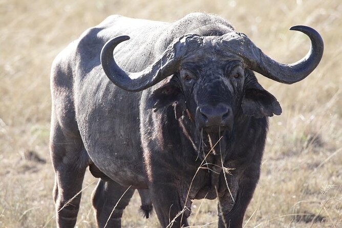 6-Day Maasai Mara, Lake Nakuru and Amboseli Safari - Day 3: Lake Nakuru, the Pink Flamingo Shoreline, and Merica Hotel