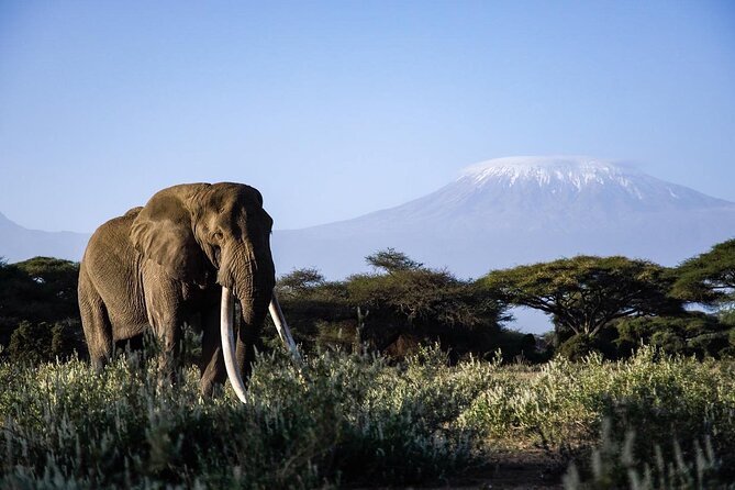 6-Day Maasai Mara, Lake Nakuru and Amboseli Safari - Day 4: Lake Nakuru Morning Drives to Amboseli Kilimanjaro Country