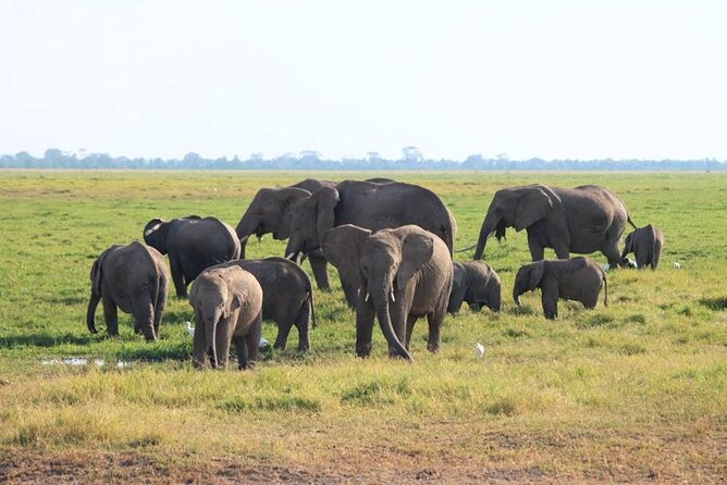 6-Day Maasai Mara, Lake Nakuru and Amboseli Safari - Day 6: Final Morning Drive, Breakfast, and Back to Nairobi