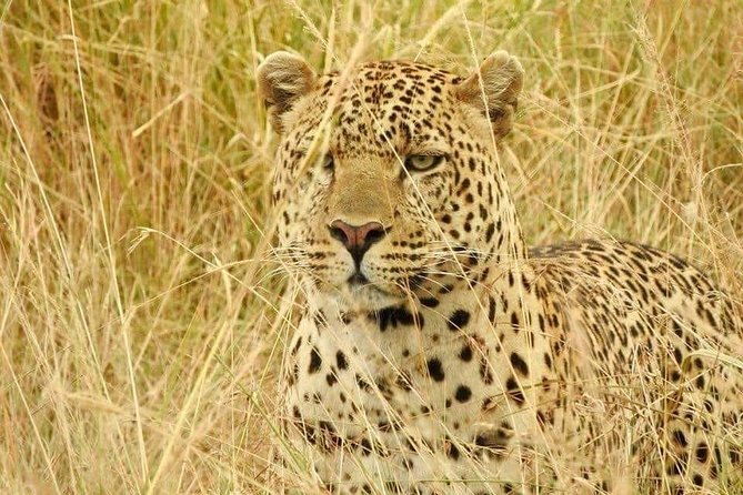 6-Day Maasai Mara Reserve, Lake Naivasha, Amboseli National Park - How the game drive schedule works, and why it’s more than just driving
