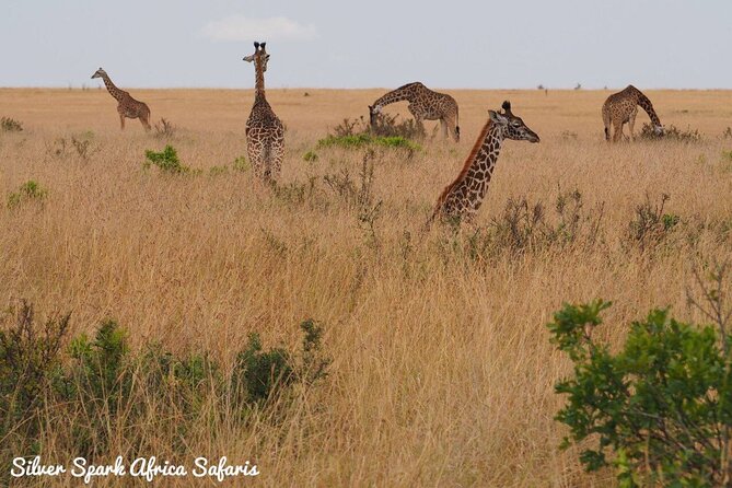 6-Day Maasai Mara Reserve, Lake Naivasha, Amboseli National Park - Accommodation and meals, the practical comfort side of safari value