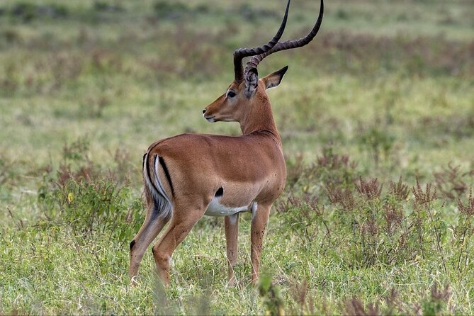 6-Day Maasai Mara Reserve, Lake Naivasha, Amboseli National Park - Who this safari suits best, and who should reconsider