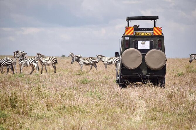 6 Day Nairobi-Amboseli-Maasai Mara Private Semi Luxury Tour - Day 2 in Amboseli: Dawn Predator Chances and a Slower Lodge Break