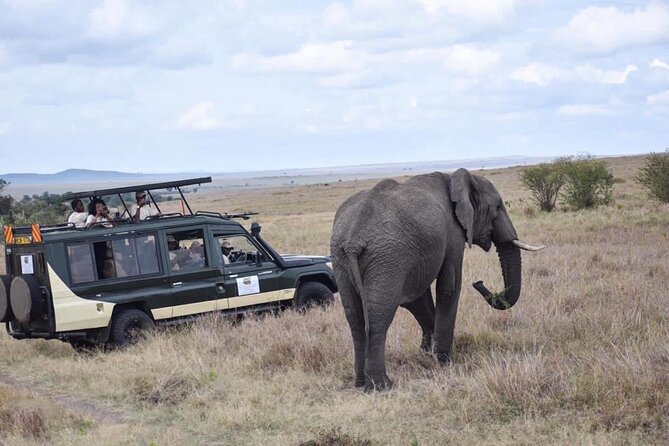 6 Day Nairobi-Amboseli-Maasai Mara Private Semi Luxury Tour - Day 3 to Lake Nakuru: Pink Flamingos and Serious Bird Power