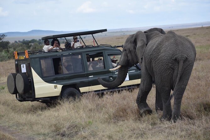 6 Day Nairobi-Amboseli-Maasai Mara Private Semi Luxury Tour - Day 5 in Maasai Mara: Dawn Drives, Packed Breakfast, and a Wild Picnic Lunch