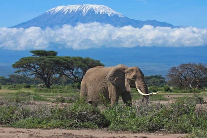 6-Day Private Landcruiser Safari to Masai Mara, Nakuru & Amboseli - What You Are Really Buying: Private Safari Value in 6 Days