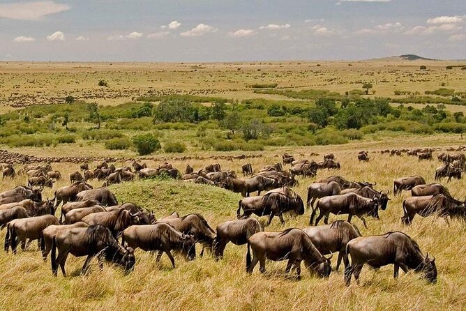 6-Day Private Landcruiser Safari to Masai Mara, Nakuru & Amboseli - Day 3 Lake Nakuru Arrival: Flamingoes, Rhinos, and Optional Maasai Culture