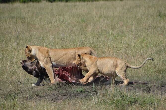 6-Day Private Landcruiser Safari to Masai Mara, Nakuru & Amboseli - Day 4 Lake Nakuru Morning Game Drive, Then On to Amboseli
