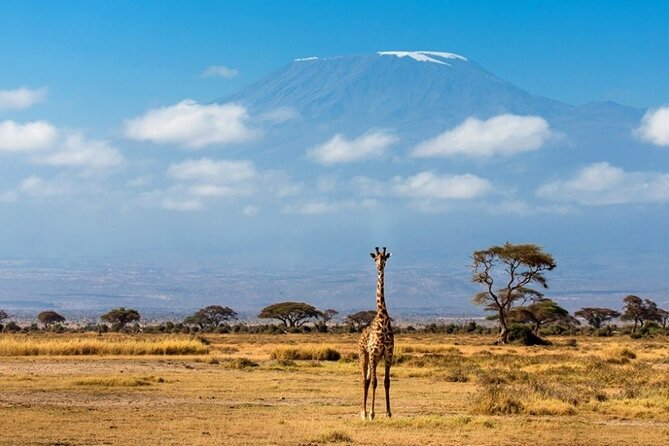 6-Day Private Landcruiser Safari to Masai Mara, Nakuru & Amboseli - Day 5 Amboseli Full Day: Elephants and Mount Kilimanjaro Views