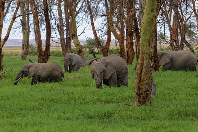 6-Day Private Landcruiser Safari to Masai Mara, Nakuru & Amboseli - Your Guide Matters: Spotting Skills, Safety, and Radio-Style Coordination
