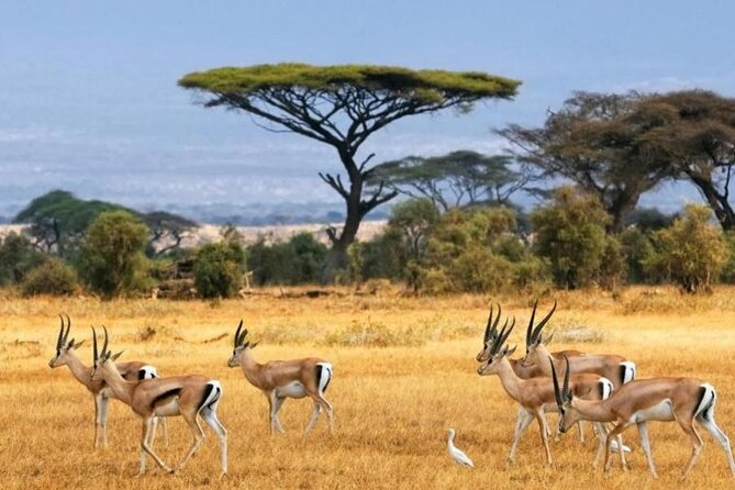 6-Day Private Landcruiser Safari to Masai Mara, Nakuru & Amboseli - Day 2 Masai Mara Full Day: Big Five Chances Where the Plains Move