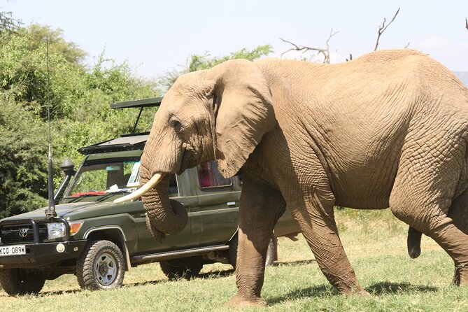 6-Day Samburu, Lake Nakuru, and Masai Mara Safari - Samburu National Reserve: Oryx, Lions, and Those Afternoons That Don’t Feel Wasted