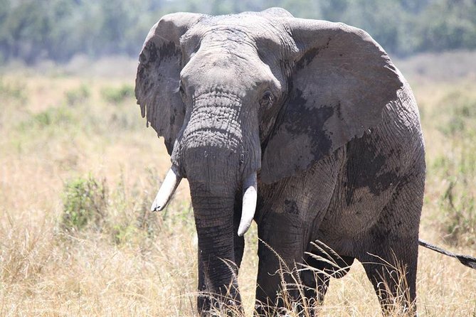 6-Day Samburu, Lake Nakuru, and Masai Mara Safari - Game Drive Comfort: Pop-Up Roof Views and When the Day Feels Right